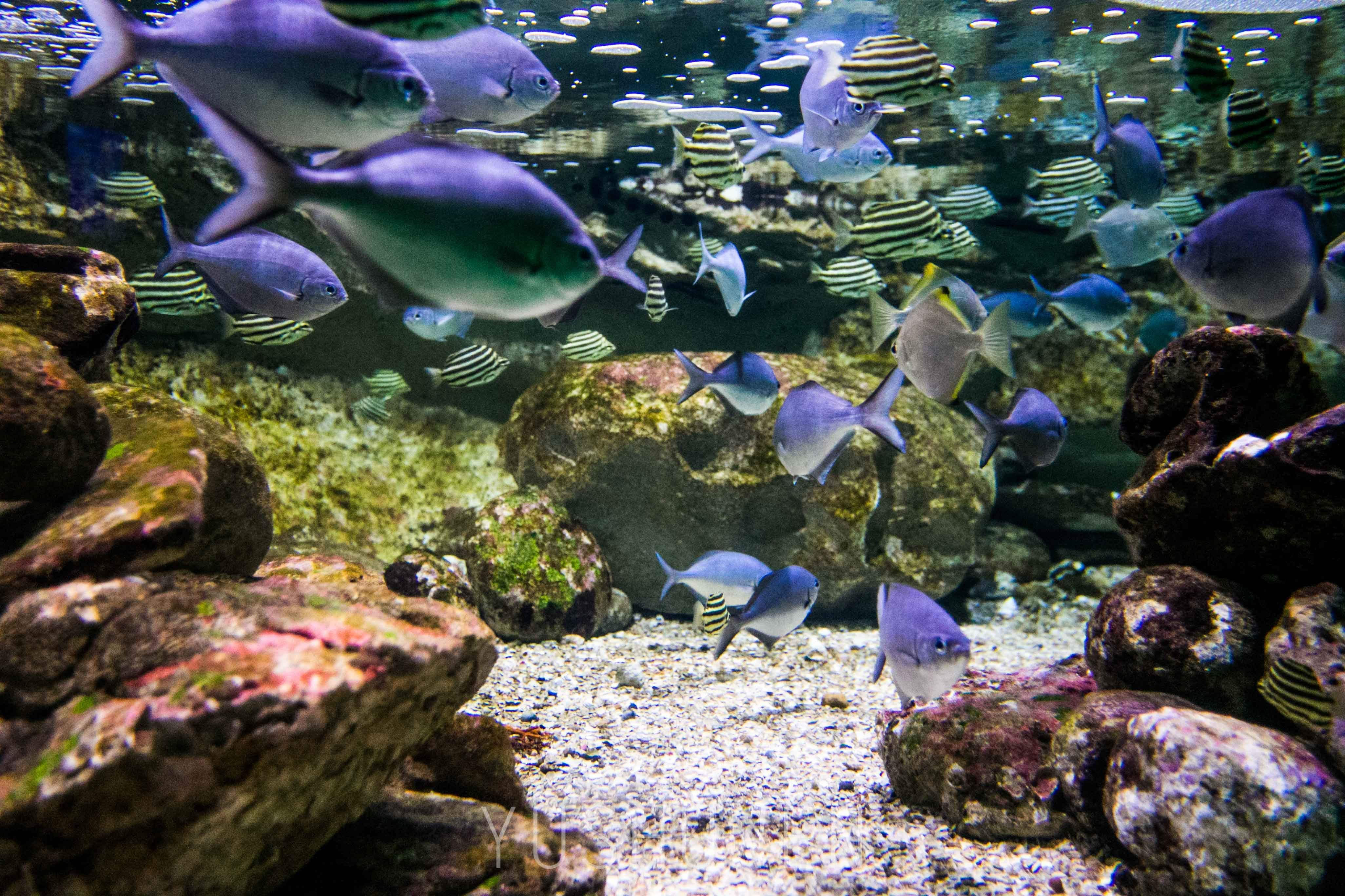 体验神奇梦幻海底世界——悉尼海洋生物水族馆