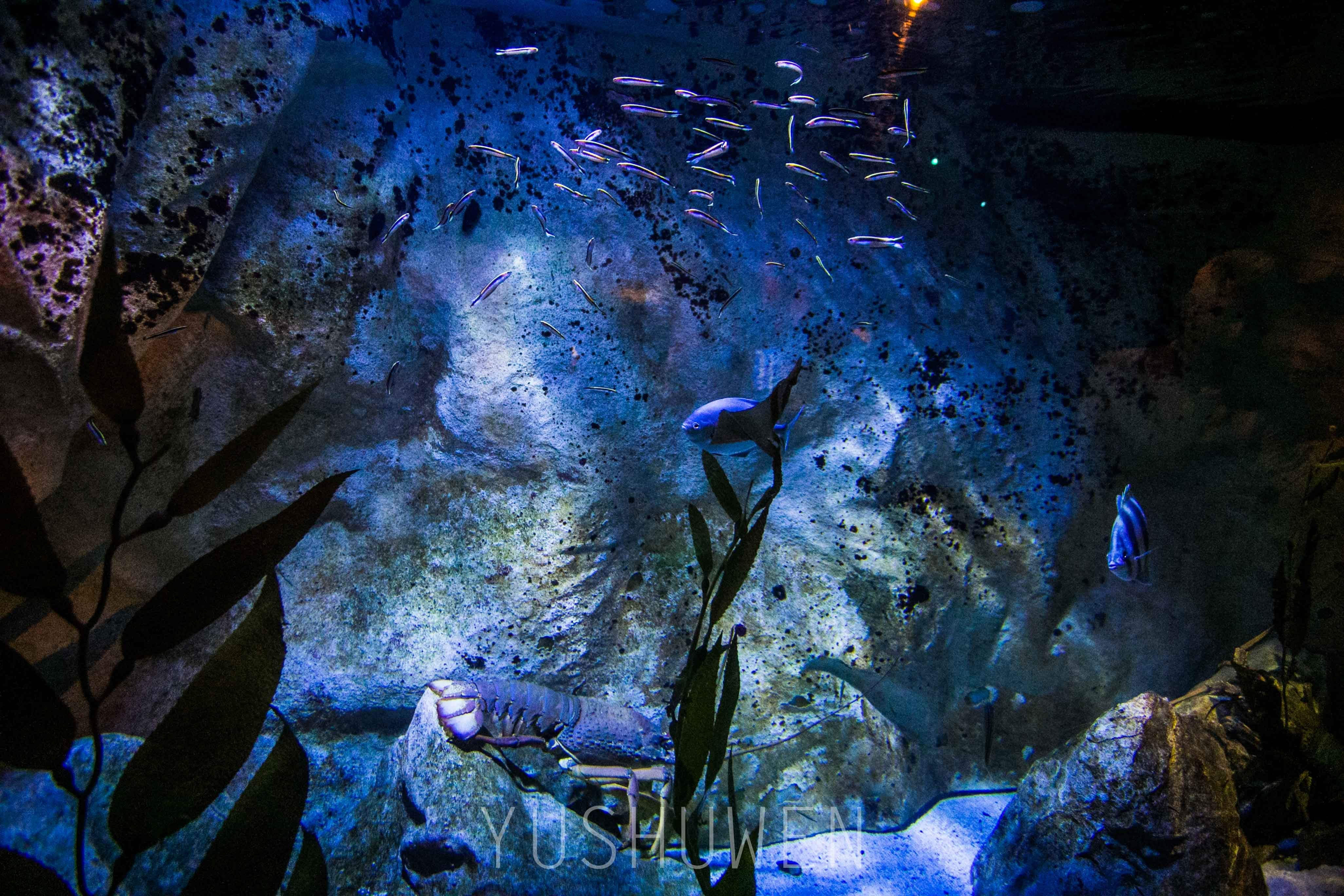 体验神奇梦幻海底世界—悉尼海洋生物水族馆