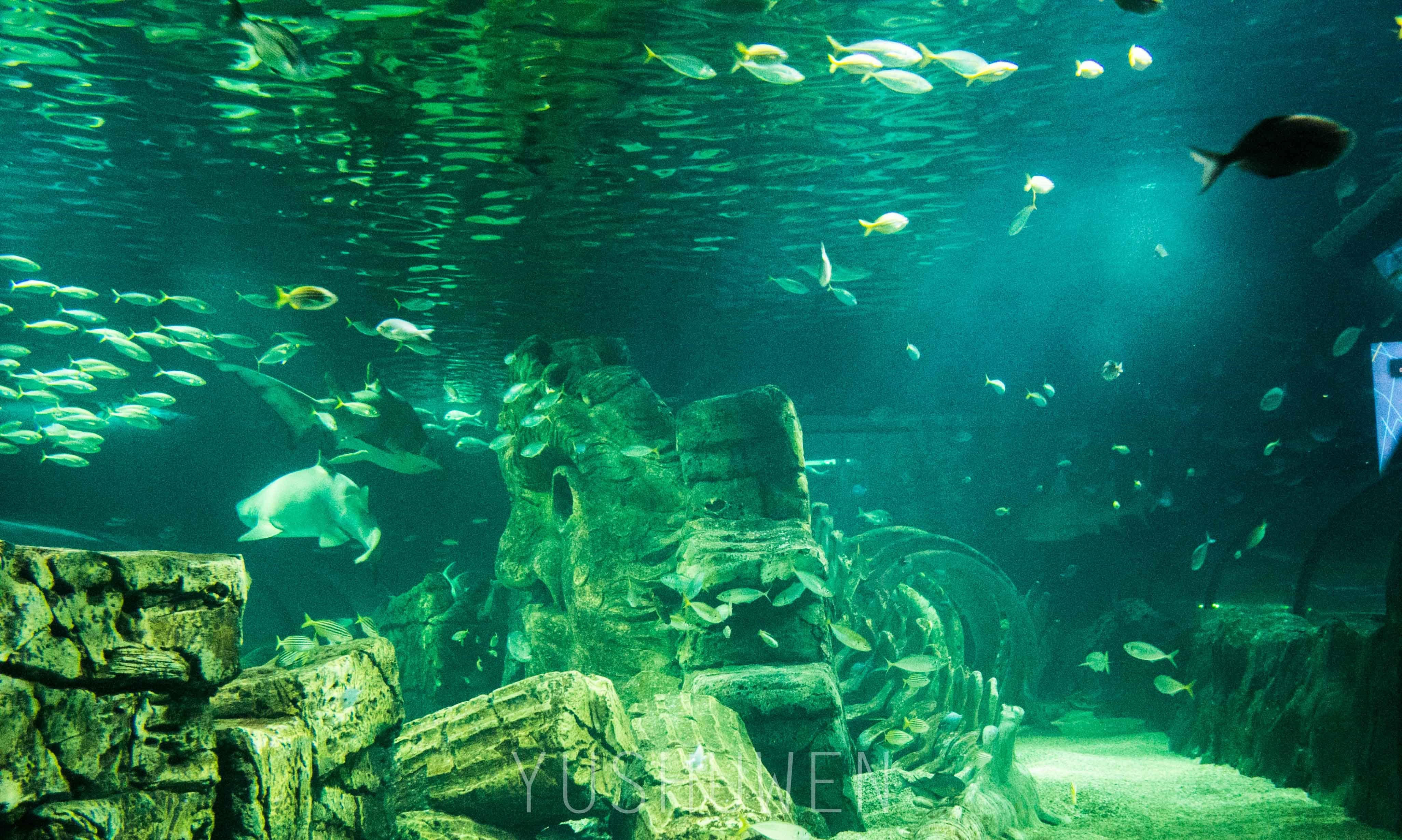 体验神奇梦幻海底世界——悉尼海洋生物水族馆