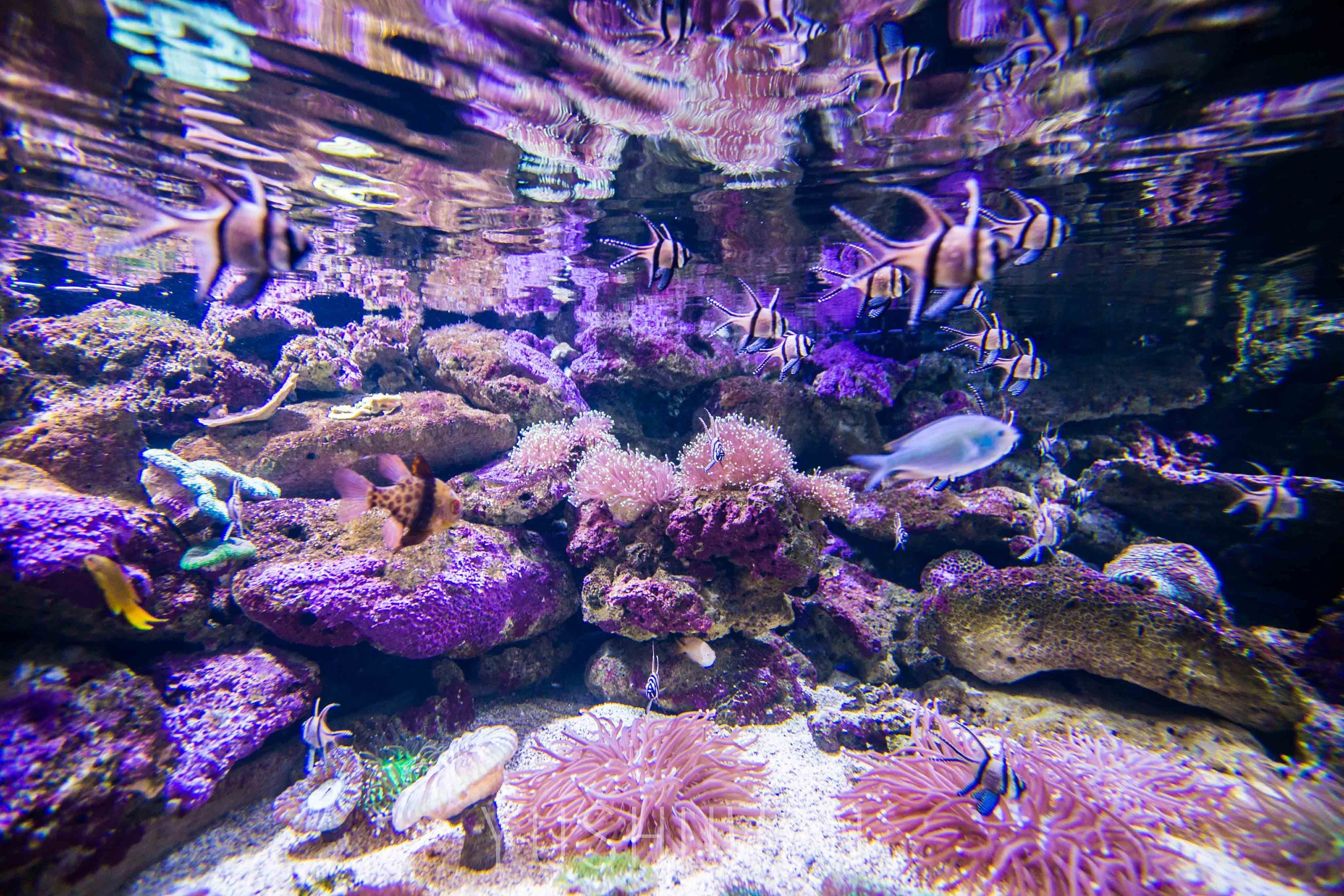 体验神奇梦幻海底世界——悉尼海洋生物水族馆