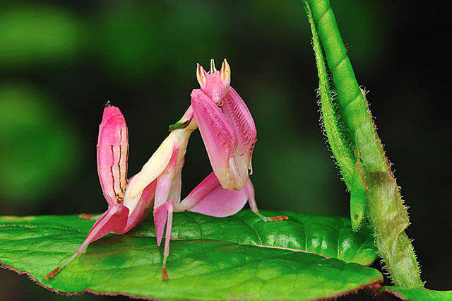 粉色兰花螳螂,保护色如此美丽 - 萌宠,宠物,喵星人,汪星人