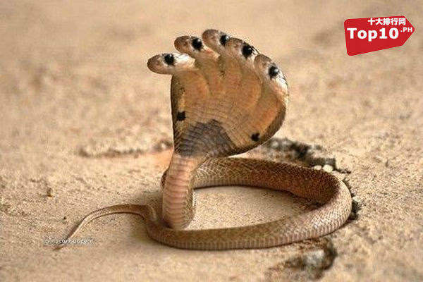 世界上最怪异的10种蛇:头上长角五个脑袋