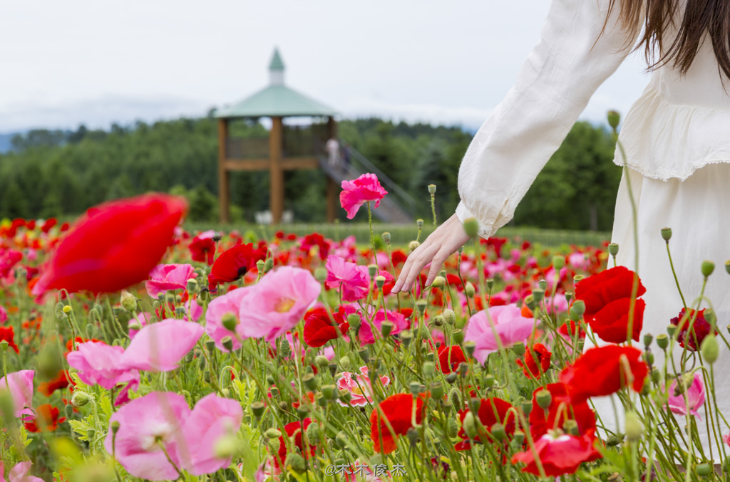 夏日北海道 <wbr>花海涌动