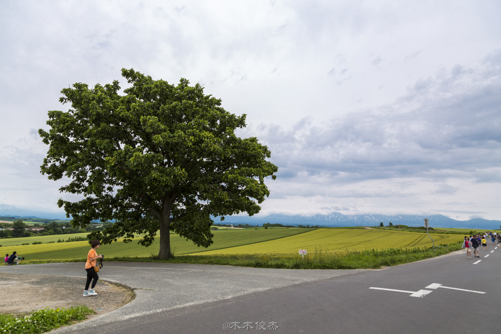 夏日北海道 <wbr>花海涌动