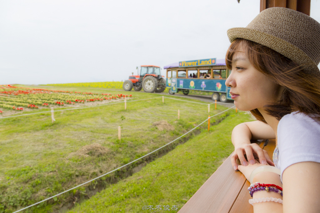 夏日北海道 <wbr>花海涌动