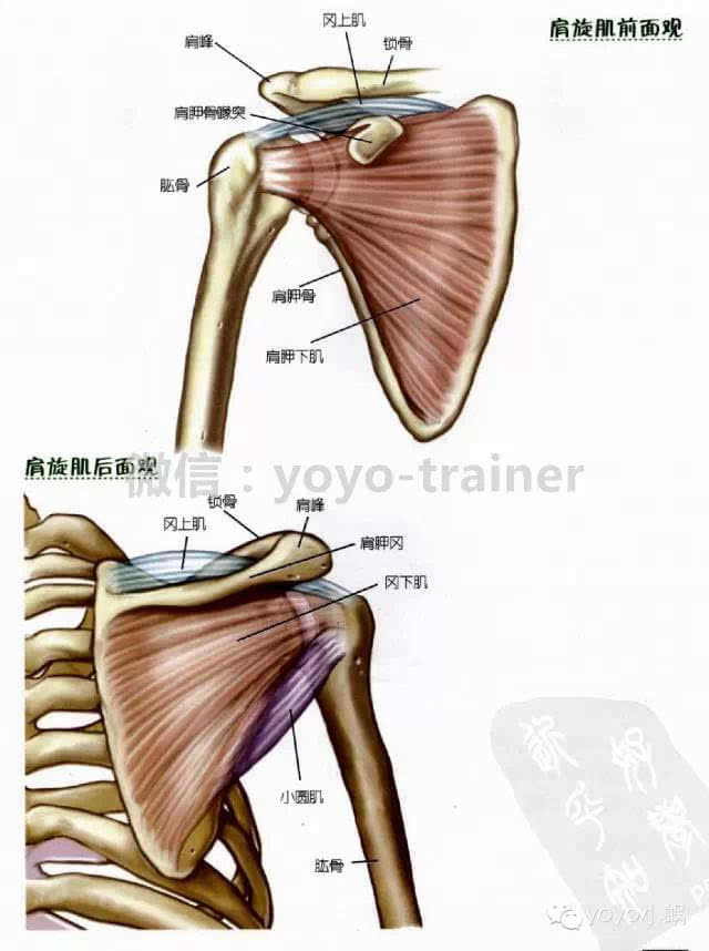 塌肩,窄肩者的福音,深度解析三角肌训练