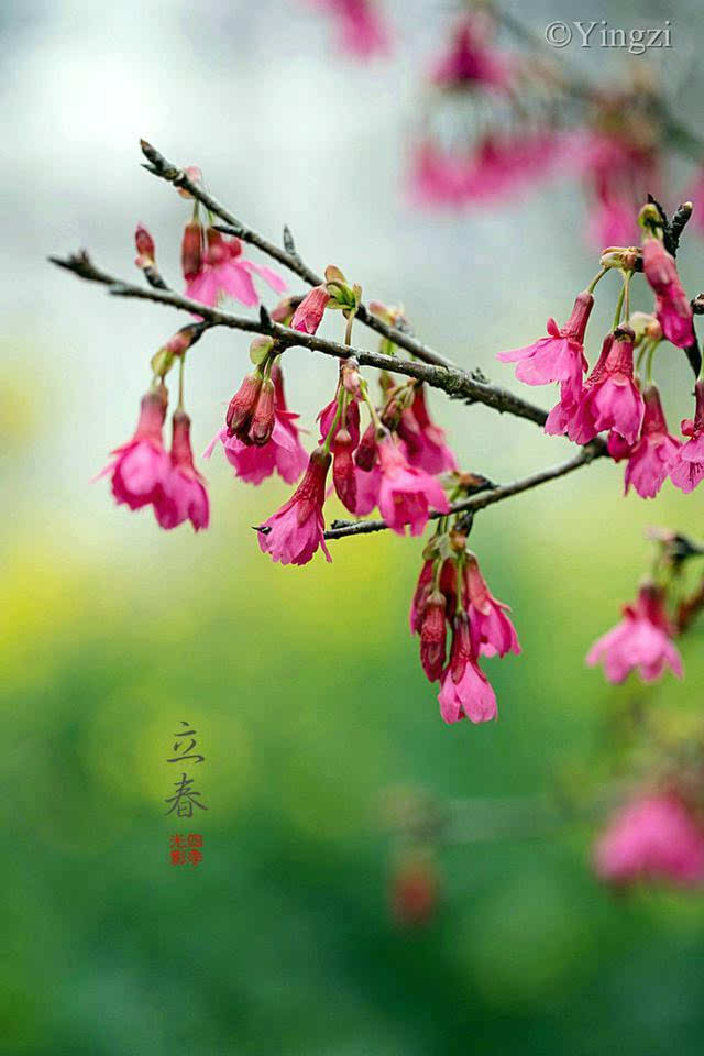 而后站好,找角度,让油菜花衬托上樱花,这样有了很喜欢的背景颜色,嘻嘻