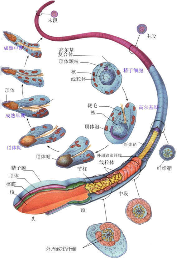 虽然一个精原细胞生产成熟精子的时间比女性的卵子细胞所需时间长得多