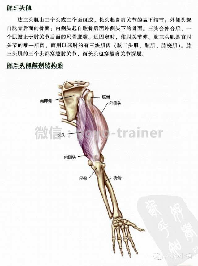 打造麒麟臂第一式:手臂的骨骼组成和功能介绍,教材帖!