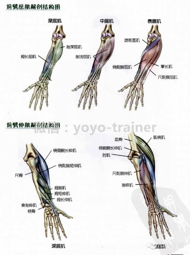 打造麒麟臂第一式:手臂的骨骼组成和功能介绍,教材帖!