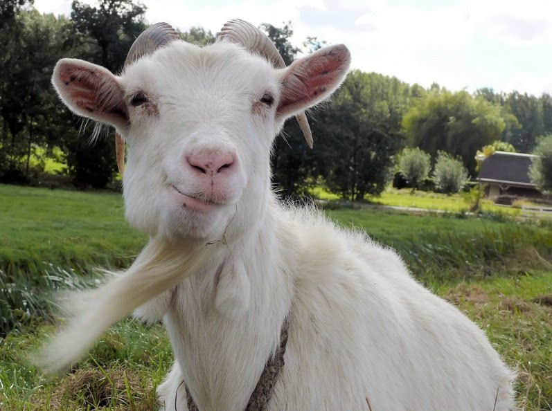 这个是goat,有胡子的山羊.