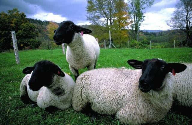 "三羊开泰"是哪三只羊?"羊年"的羊是绵羊还是山羊?
