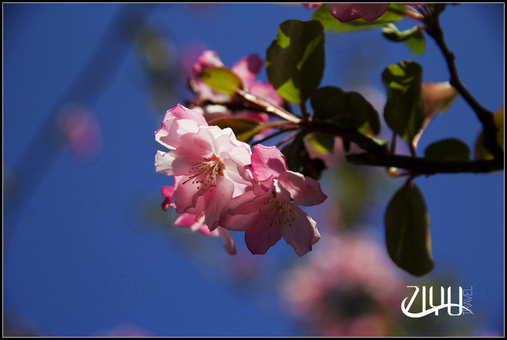 【好去处】春天到,昆明赏樱好时节
