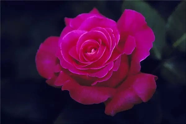Rose̫...͸ϧҵѣ(5600) - Rose - Rose YangĲ