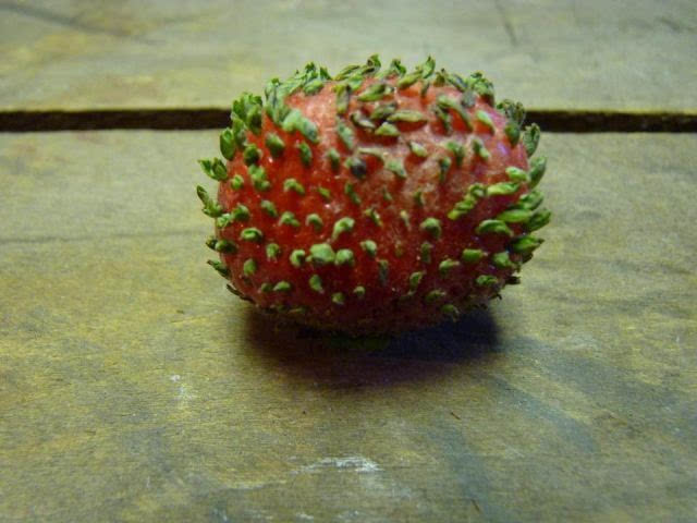 发芽的草莓!你没有看错,这的确是那可爱的草莓!