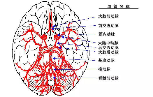 脑供血不足有什么害处