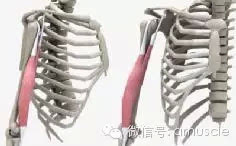 妈妈不用担心我的手臂练不好了,因为这里有最