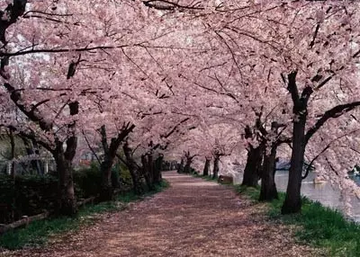 旅游 正文  花开贵州 ●樱花 湄潭 湄潭樱花盛开的时候,缤纷浪漫.