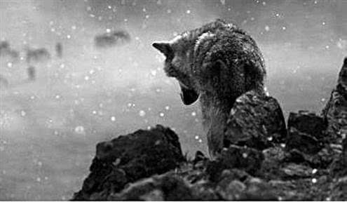 《狼图腾》--狼的血性与羊的奴性