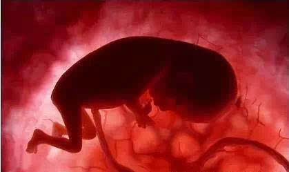 胎儿子宫内发育全过程 太壮美!