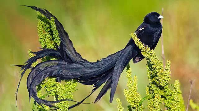 世界最美丽的20种鸟,大自然才是最强艺术家!