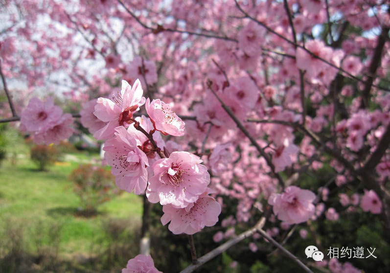 去湄潭看茶山樱花