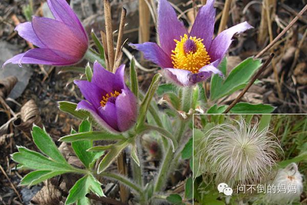 路边的野花也敢采?连名字都不知道你也好意思