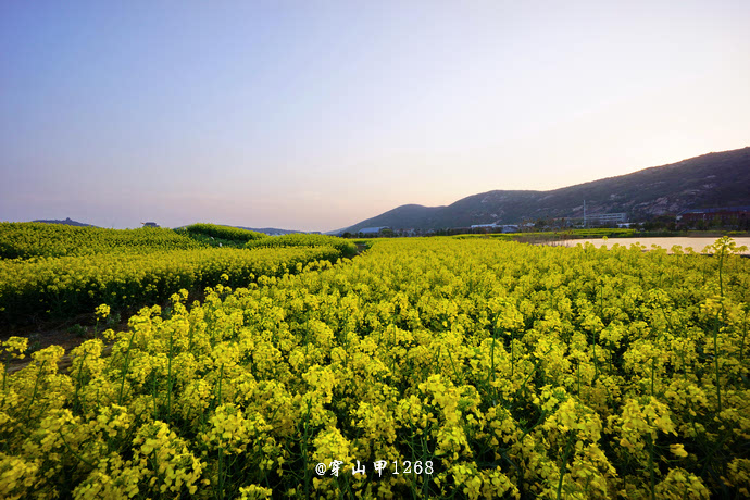 无锡长广溪油菜花城中的湿地花田