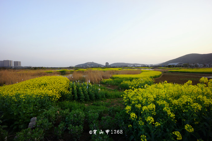 无锡长广溪油菜花,城中的湿地花田!