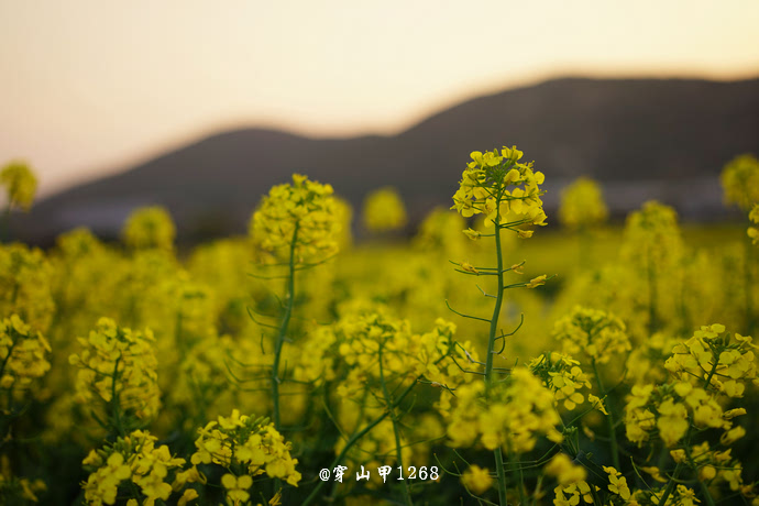 无锡长广溪油菜花,城中的湿地花田!