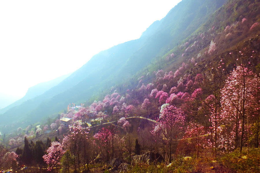 九皇山花溪景旅游区于2015年3月21日到5月10日,举办大型赏花系列活动