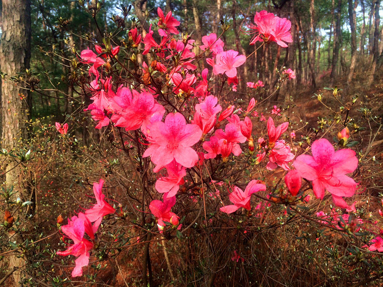 五脑山喜见杜鹃花【最美春色】