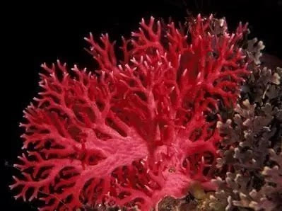 天然红珊瑚