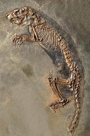 10大古生物发现,撒哈拉沙漠惊现5种史前鳄鱼