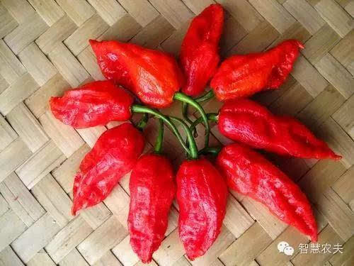 世界上最辣的辣椒:印度魔鬼椒,印度计划用来