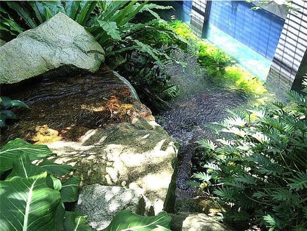 据说这是新加坡首富的私人龙鱼花园