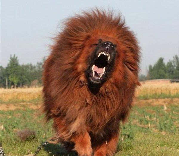 2只藏獒干掉一头狮子!世界九大顶级恶犬排行榜