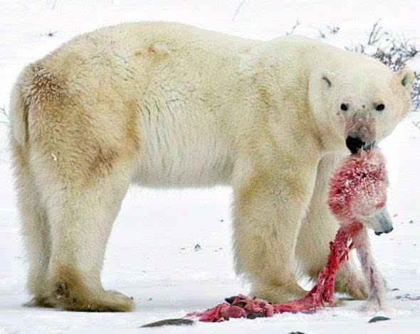 这张照片显示的是,在加拿大北部丘吉尔镇,一只雄性北极熊嘴里叼着一只