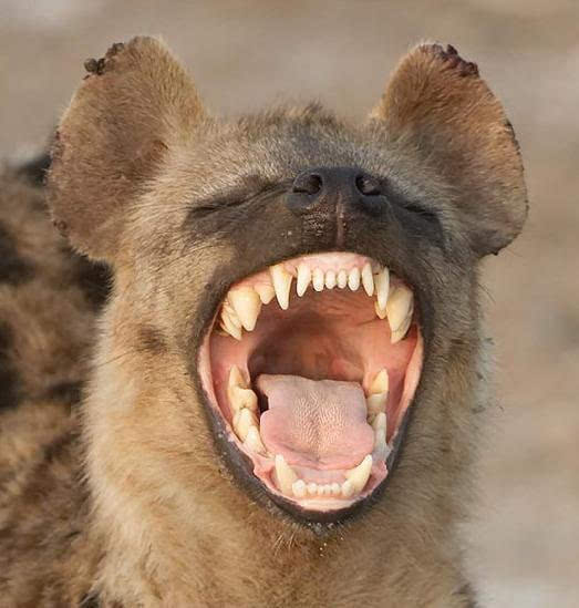 斑鬣狗的牙齿有着哺乳动物界里最高的咬力,可以轻易咬碎最坚硬的大腿