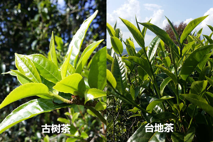 那些年我们被忽悠的古树茶与台地茶的区别