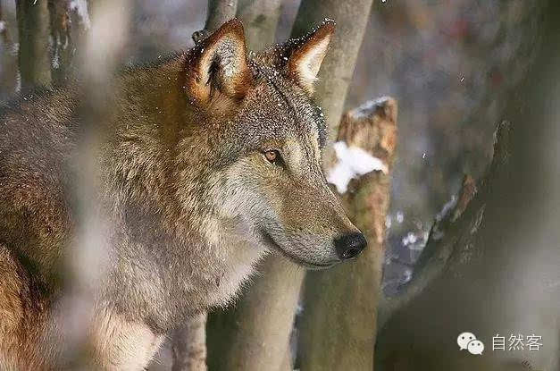 赤狼(美国红狼) 是一种生存在北美洲的犬科动物,分布于美国东南部,其