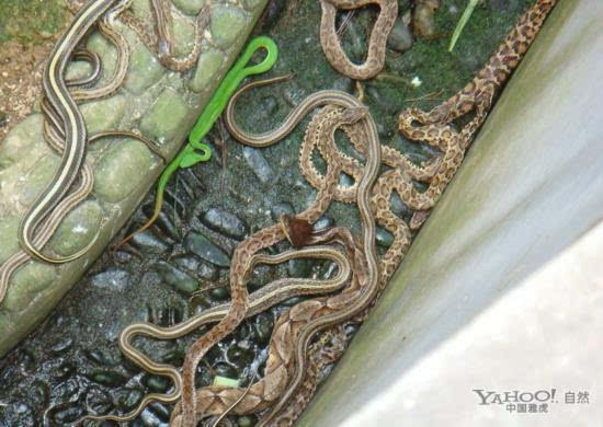 罕见的蛇群体交媾成千上万条蛇集体交配奇观