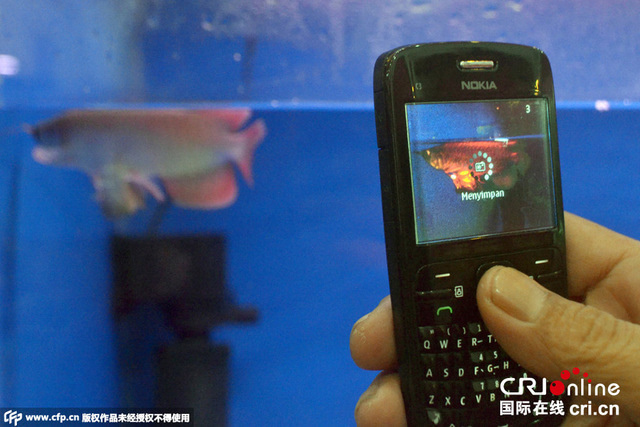 印尼惊现罕见连体名贵红龙鱼:一条龙鱼两个头