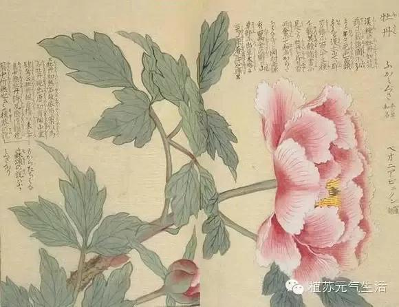 谷雨 | 没什么,就是些好看的图和好玩的事儿