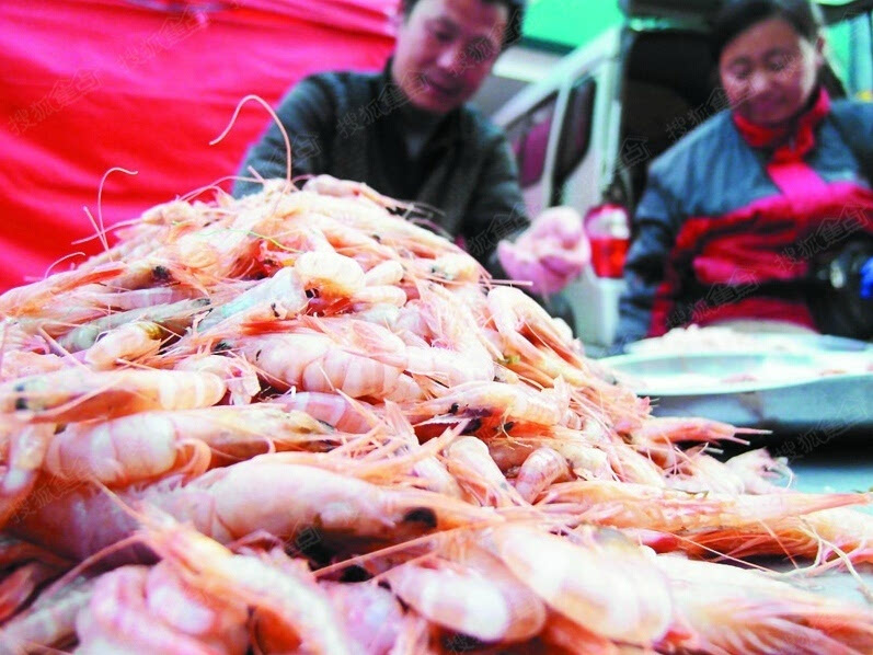 虾虎蛎虾无法养殖成城中贵族 价格连涨10年-*