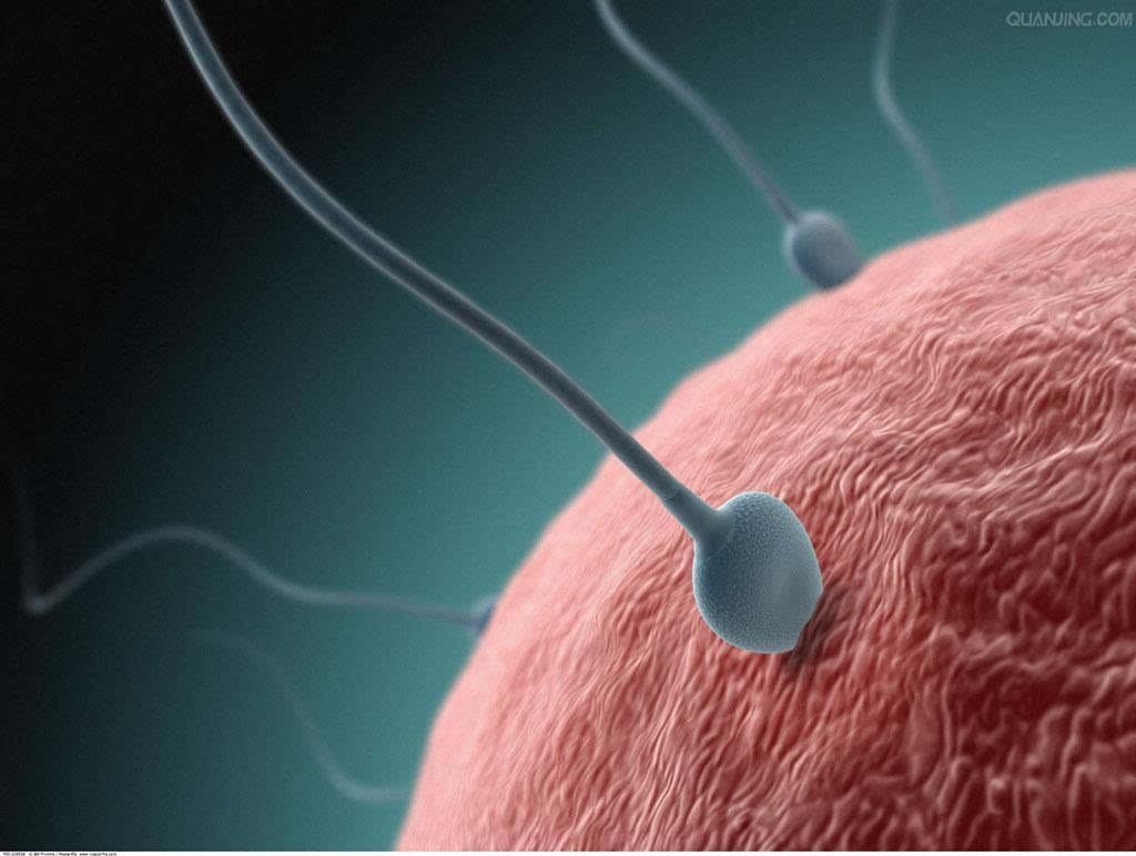 精子与卵子约会记:精子在女人体内停留多久才