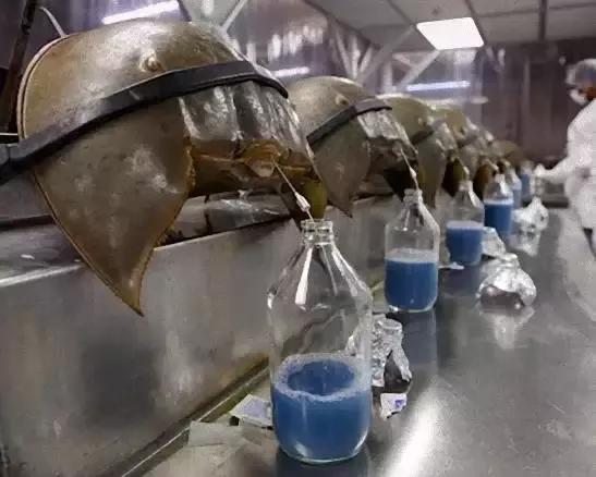 太科幻啦:卫斯理不再孤单 地球上唯一的蓝血动物