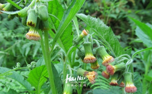 【海南美食】到海南不得不吃的八种野菜