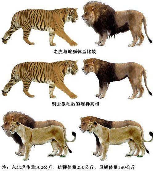 一对一对决,狮子和老虎谁更厉害?