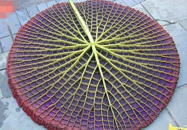 神奇的植物!大自然中最美的几何图形